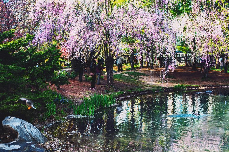 koriya-park-Mississauga-Ontario-canada