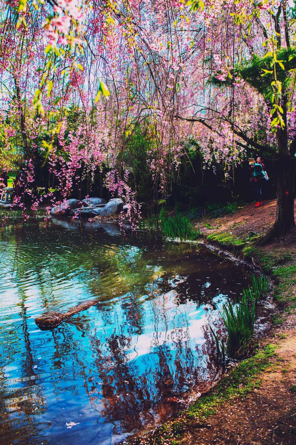 koriya-park-mississauga-ontario