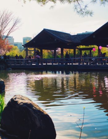 Kariya Park Mississauga: Cherry Blossom Tree Viewing in Toronto Area