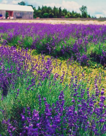 Terre Bleu Lavender Farm & Neob Lavender: Exploring Ontario Lavender Festivals